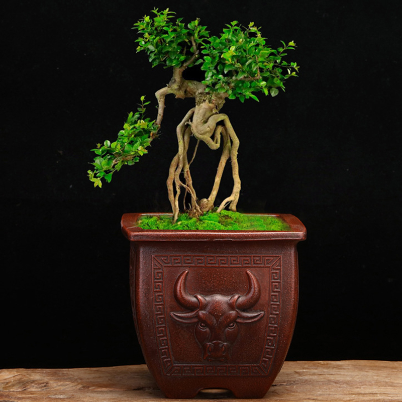 Cinese antico viola argilla Bo - Tagine Clay Pot recensione e prezzo